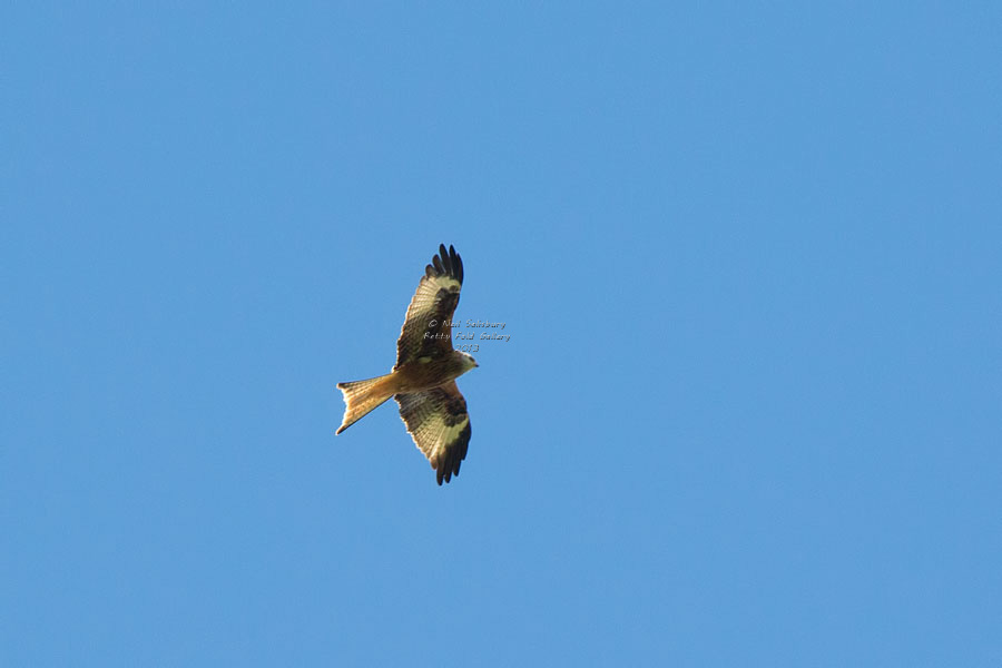 Red Kite Photography by Betty Fold Gallery